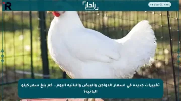 تغييرات جديدة في أسعار الدواجن والبيض والبانيه اليوم.. كم بلغ سعر كيلو البانيه؟